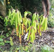 Drought affected rhododendron